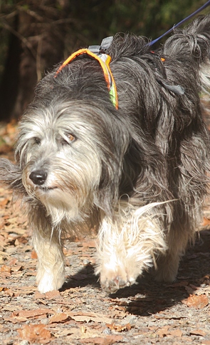 mantrailing bern oberland